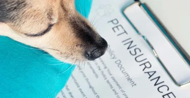 The Cost of Pet Insurance in Boston